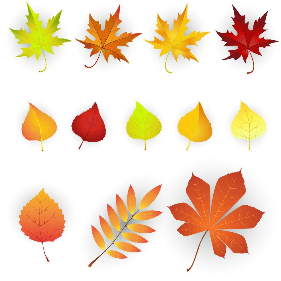 Set of colorful autumn leaves. vector