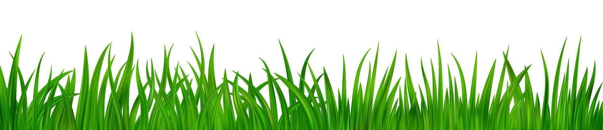 Green grass meadow border vector