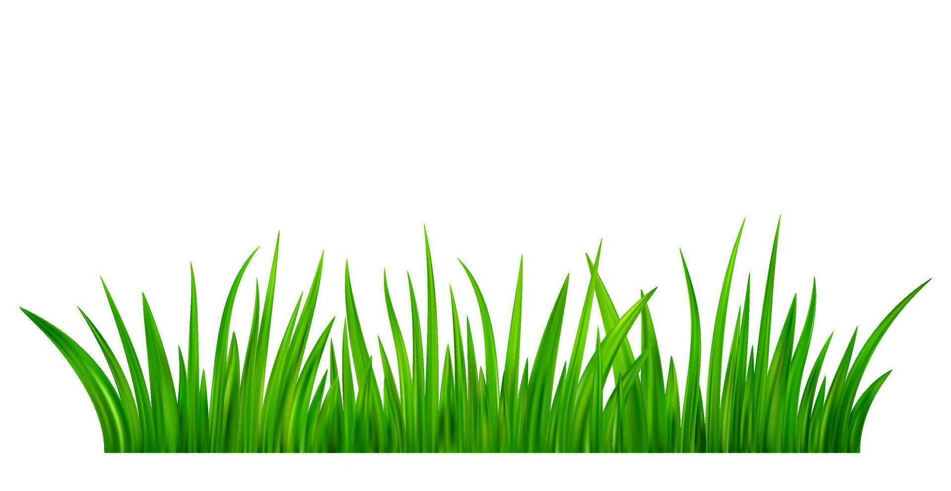 Green grass meadow border vector