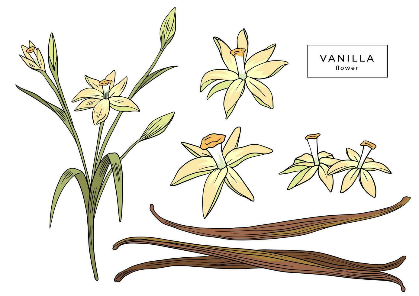 Set of vanilla flower and dried vanilla sticks isolated on white background. Vintage linear illustration. Sketch, graphic line art. Ingredient for baking vector