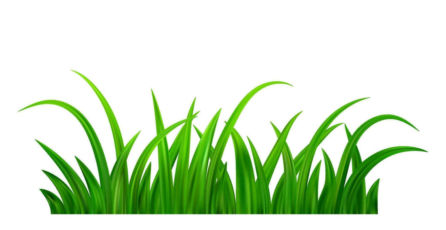 Green grass meadow border vector