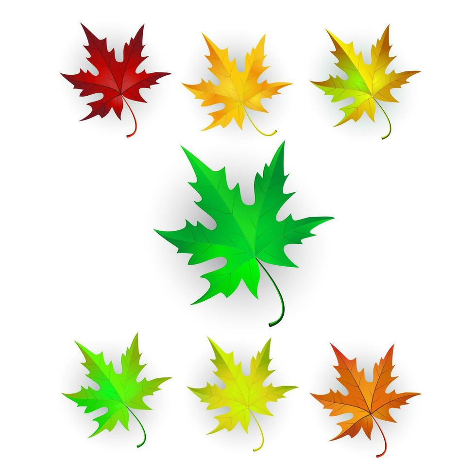 Autumn Maple Leaves Set. vector