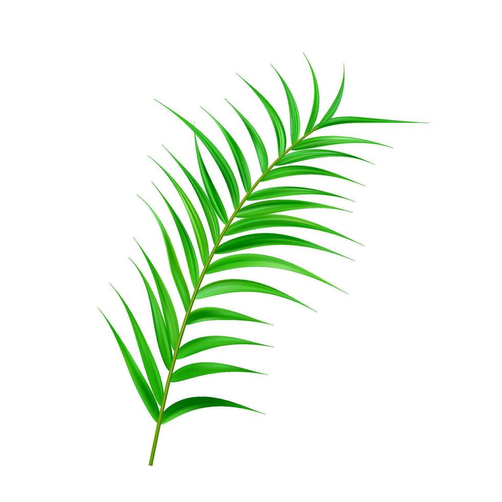 Jungle exotic leaf. tropical leaves vector