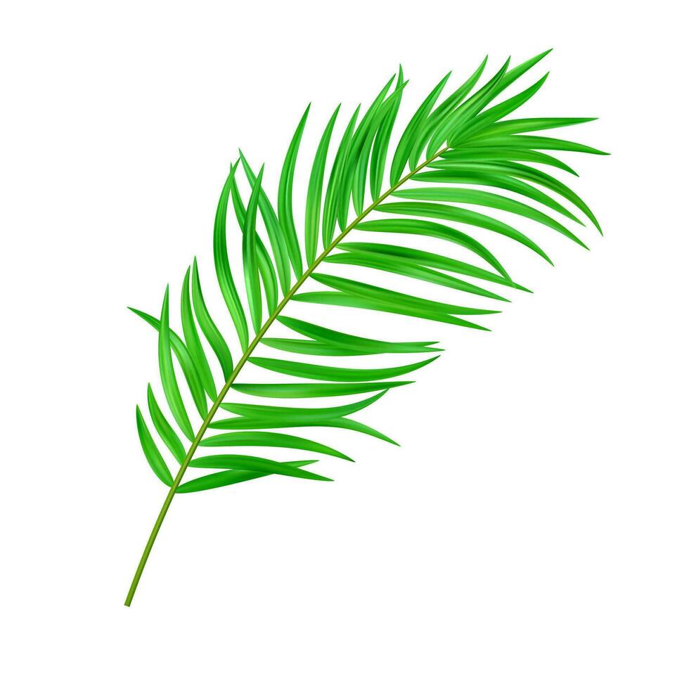 Jungle exotic leaf. tropical leaves vector