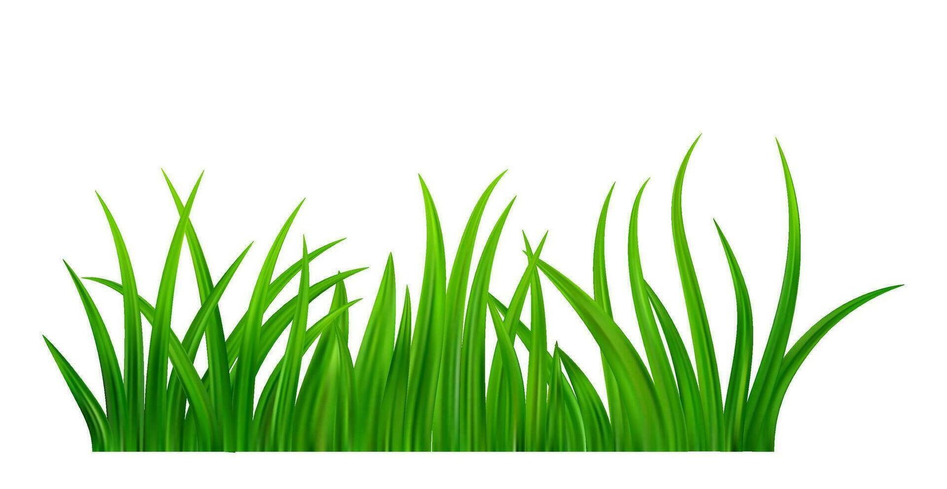 Green grass meadow border vector