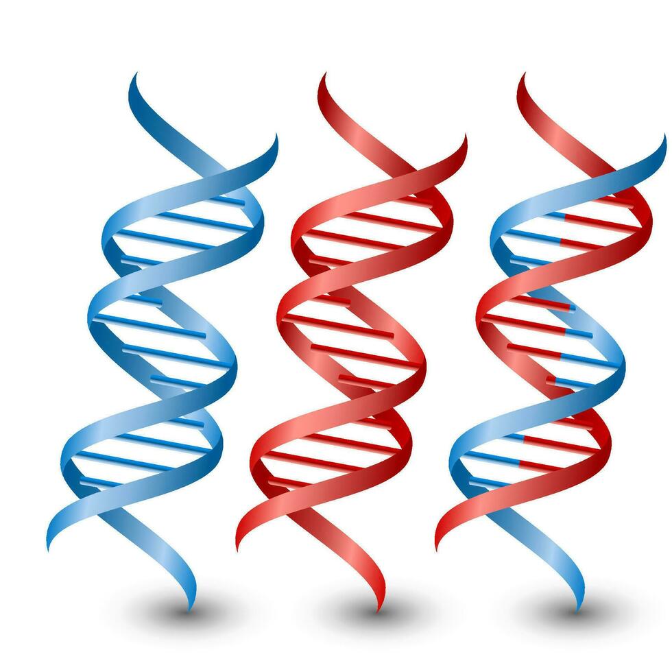 Dna strands. Vector on the white background