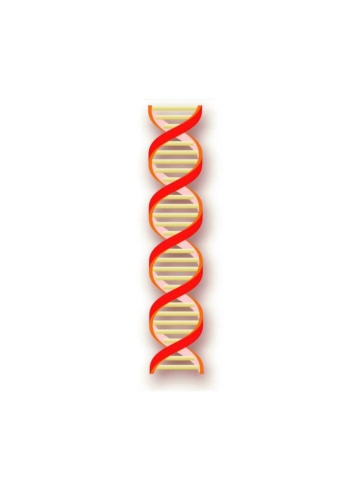 Dna strands vector