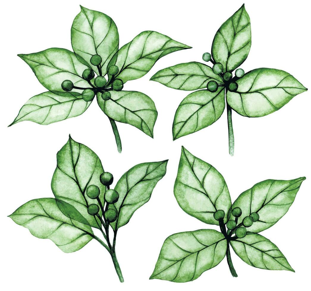 watercolor drawing, set of Christmas plant, poinsettia. transparent flowers, x-ray. Festive decoration for the New Year, Christmas. vector