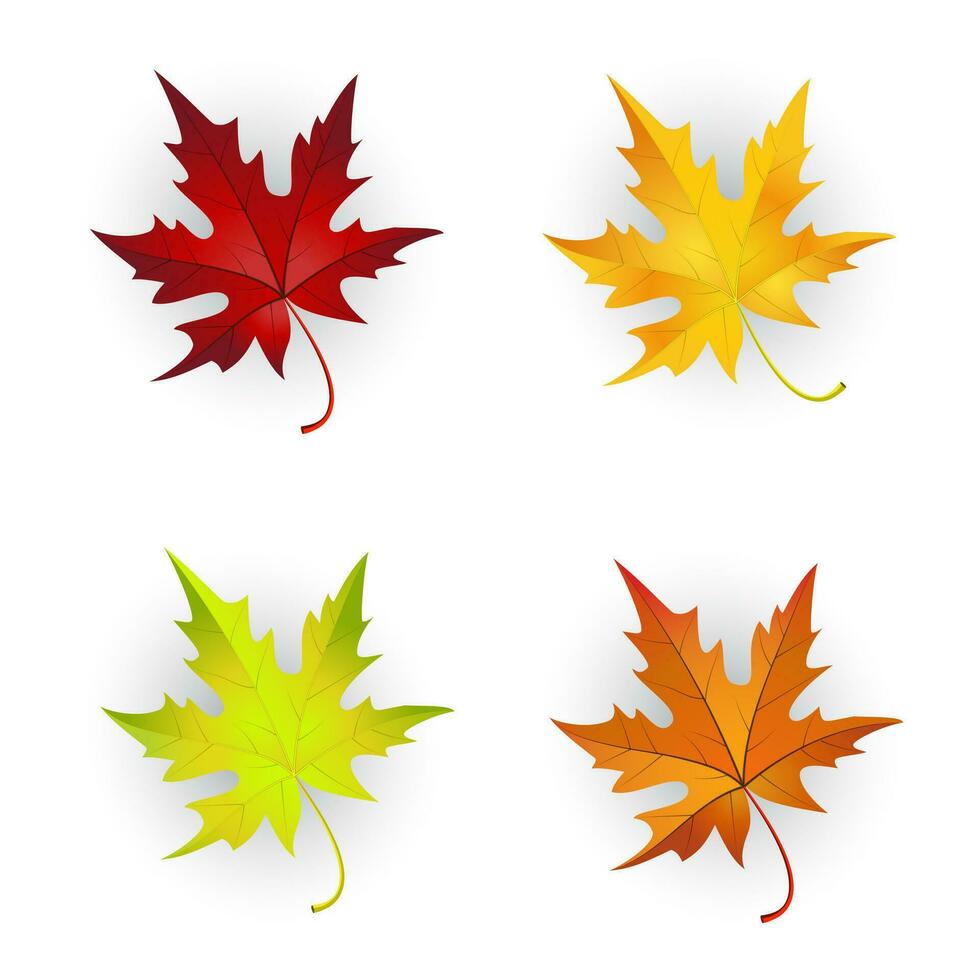 Autumn Maple Leaves Set. vector