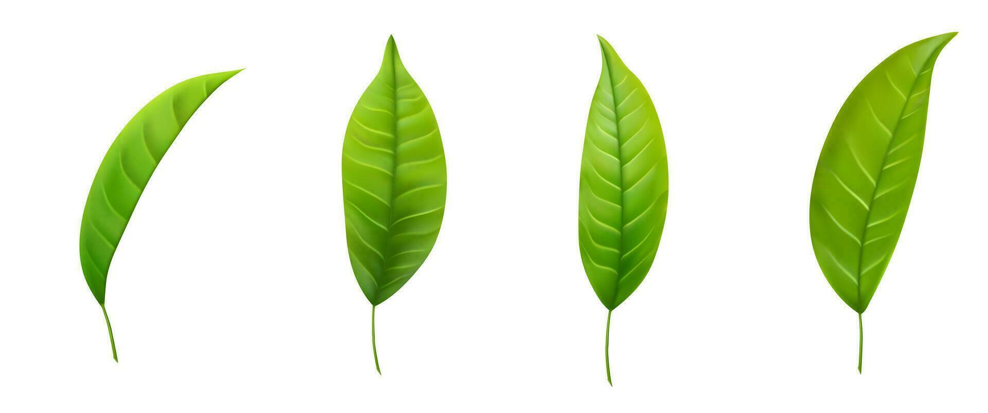 Set of realistic green tea leaves vector