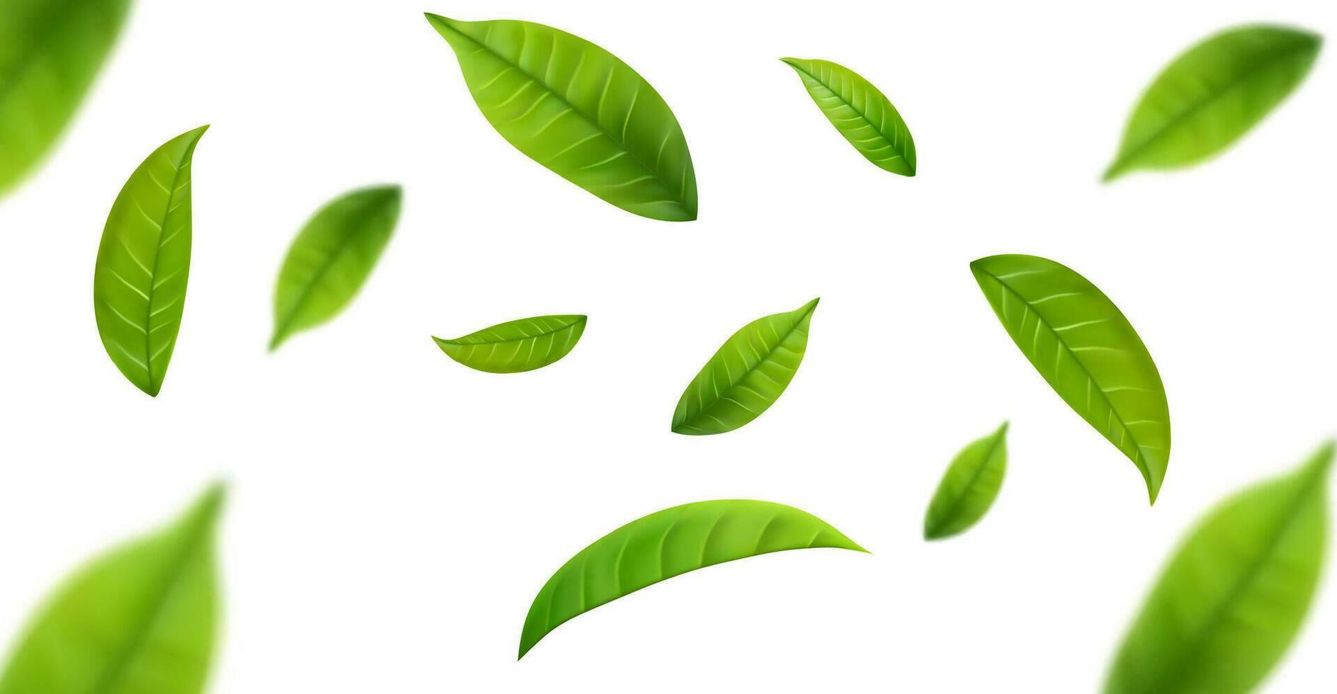 Realistic green tea leaves in motion vector