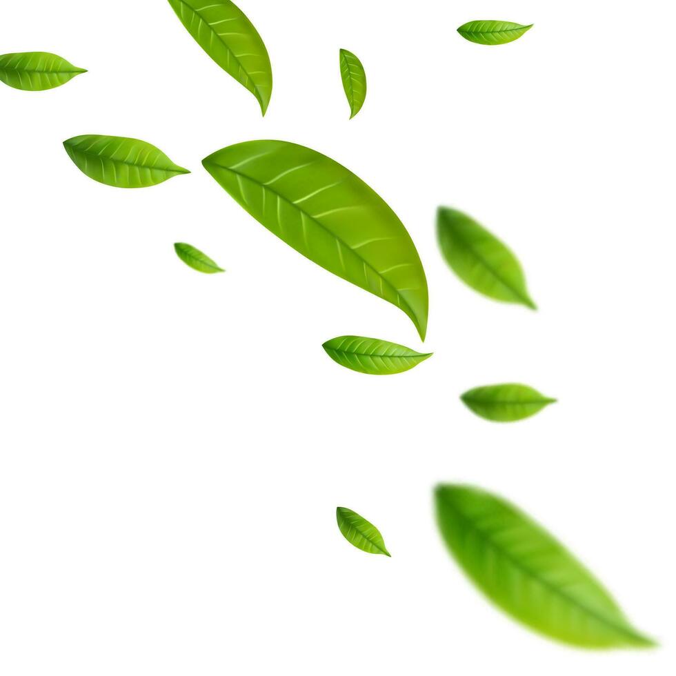 Realistic green tea leaves in motion vector