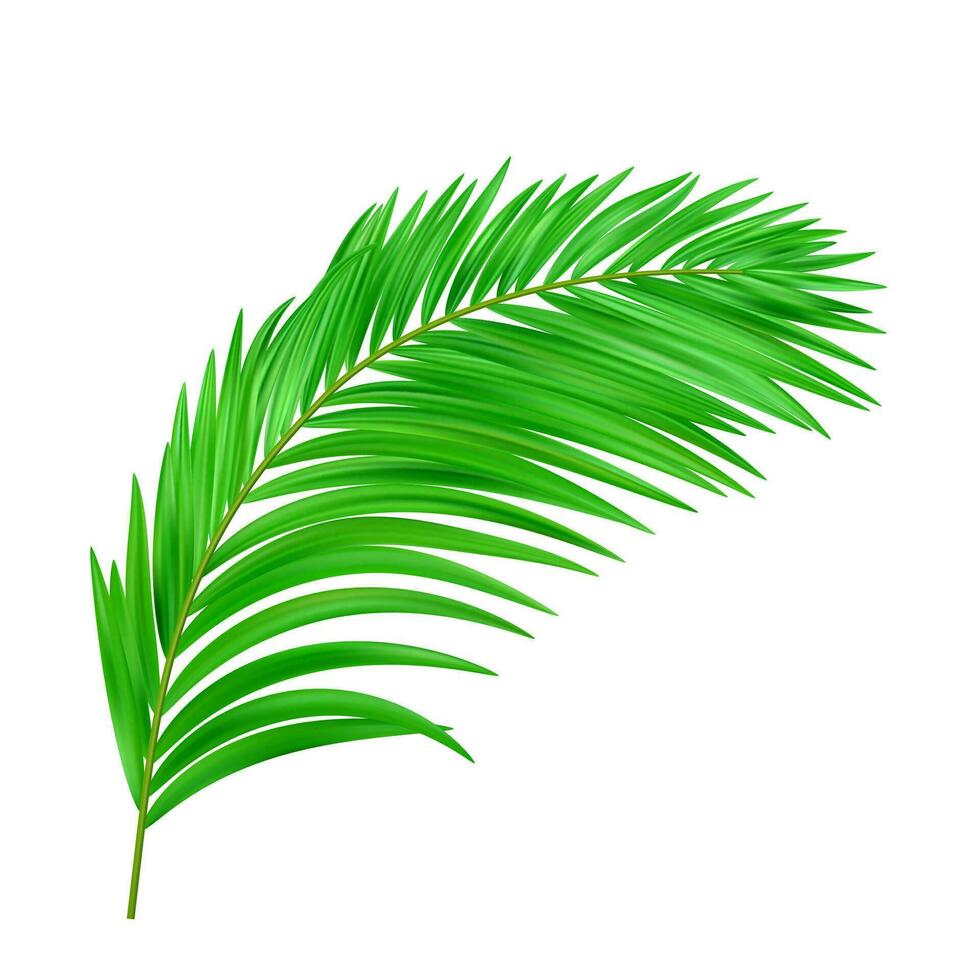 Jungle exotic leaf. tropical leaves vector