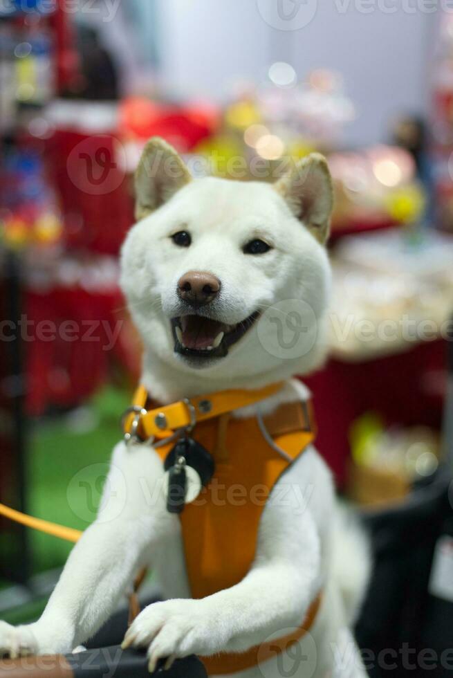 close up lovely white brown Shiba Inu dog looking up with cute face in the dog cart in pet expo hall photo