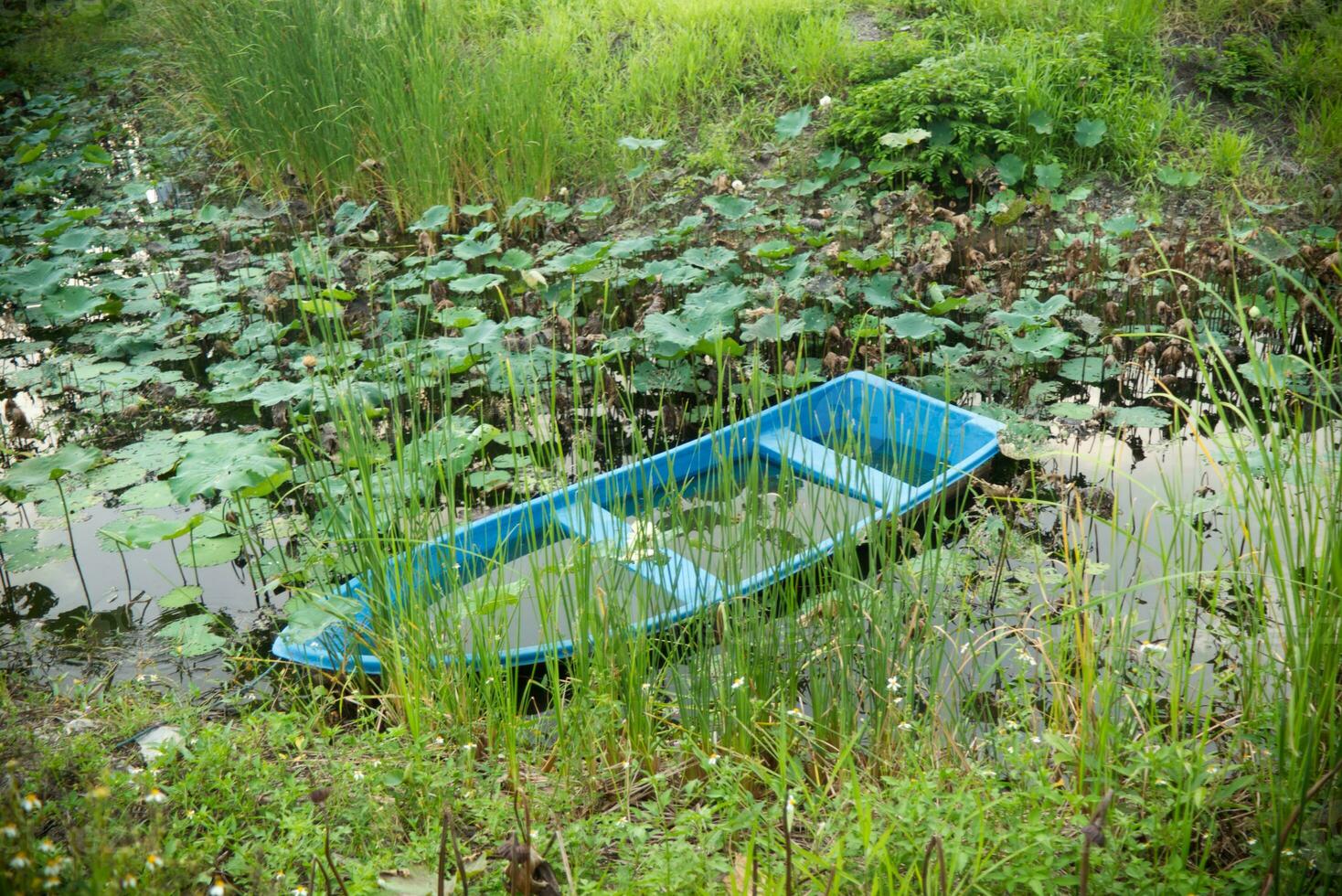 The rowboat sank in the swamp with grass , lotus and weed photo