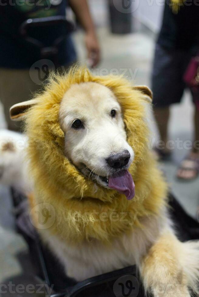 Close up labrador retriever dog wear lion dressing with dog leash on the floor in the pet expo with people foots photo