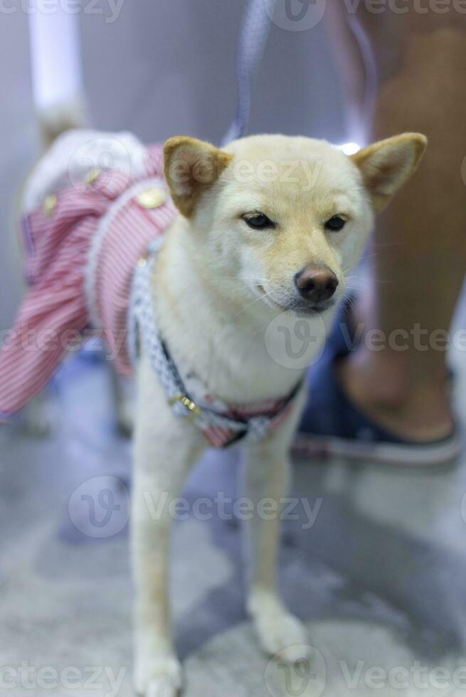 close up lovely white brown Shiba Inu dog looking up with cute face in the dog cart in pet expo hall photo