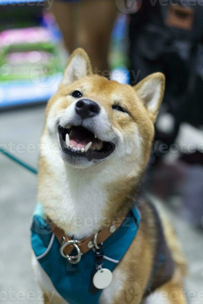 close up lovely white brown Shiba Inu dog looking up with cute face in the dog cart in pet expo hall photo