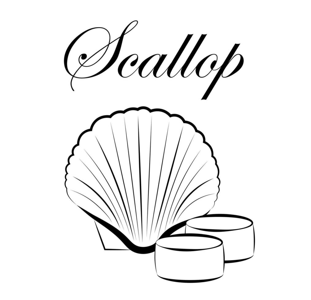 Scallops on a white background vector