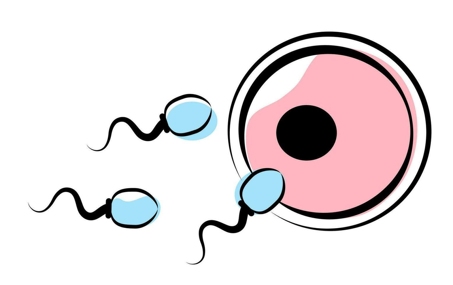 espermatozoide y huevo en un blanco antecedentes. fertilización vector