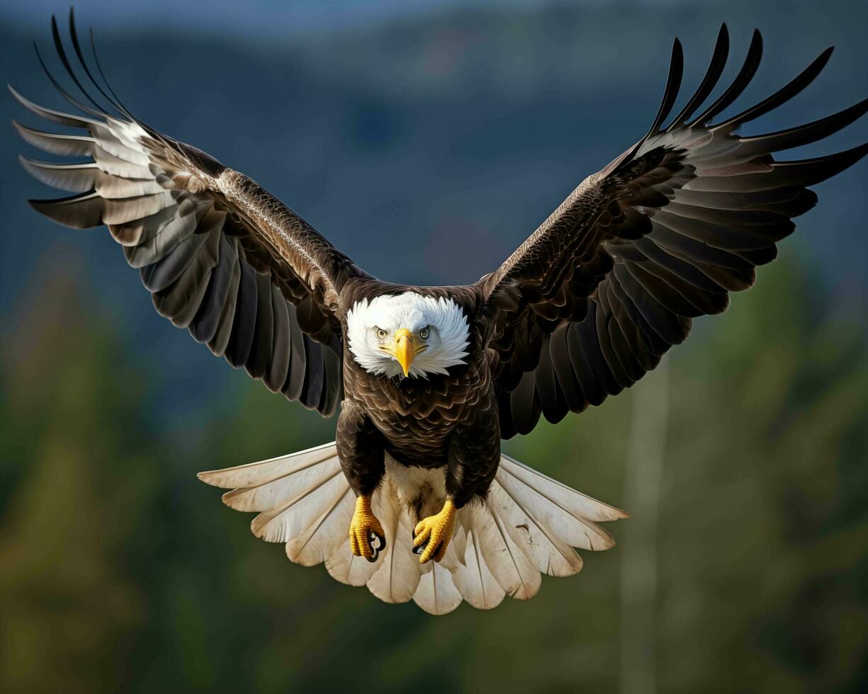 AI generated Bald Eagle Haliaeetus leucocephalus in flight photo