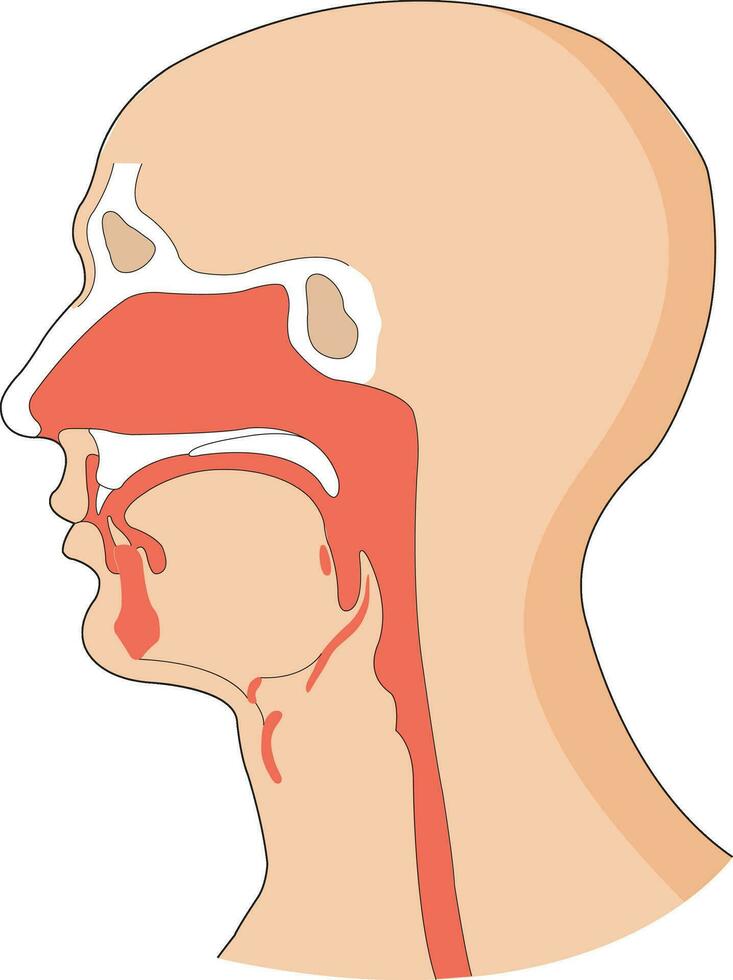 Illustration showing food pipe and windpipe in a human body vector