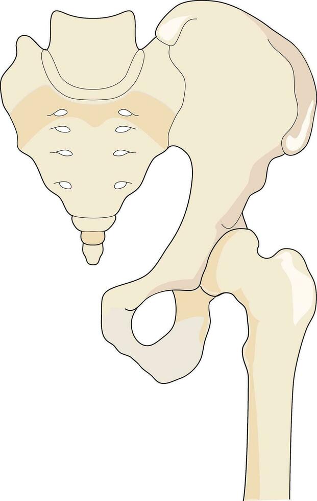 Reproductive part skeleton vector