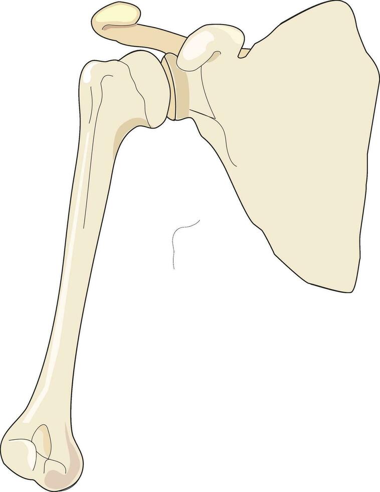 Illustration showing hip anatomy vector