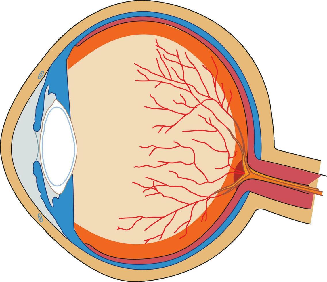 Human eye anatomy vector