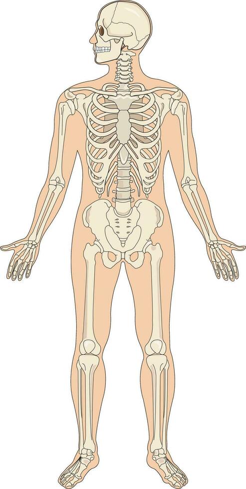 Diagram showing skeleton system vector