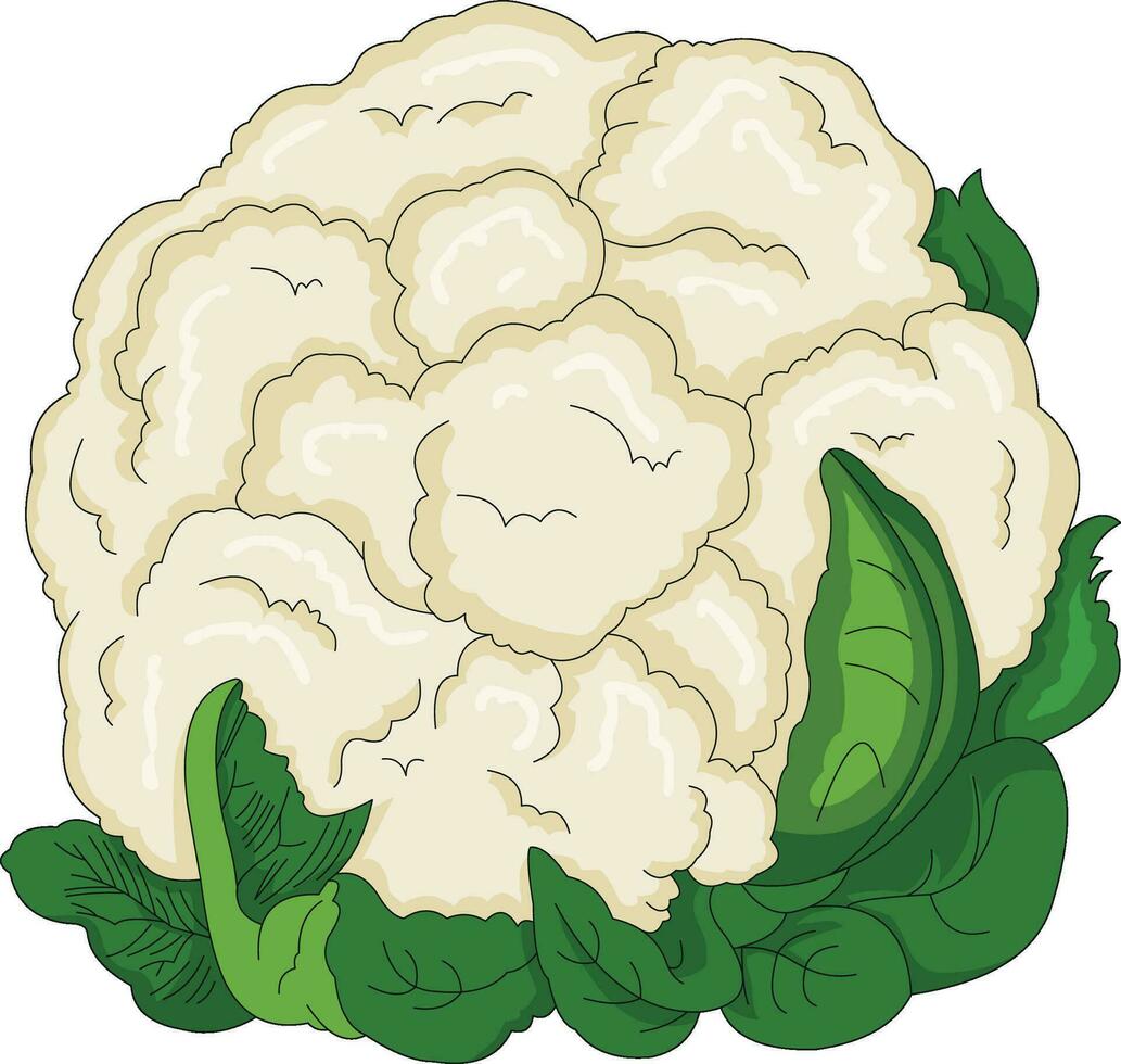 cauliflower vector illustration