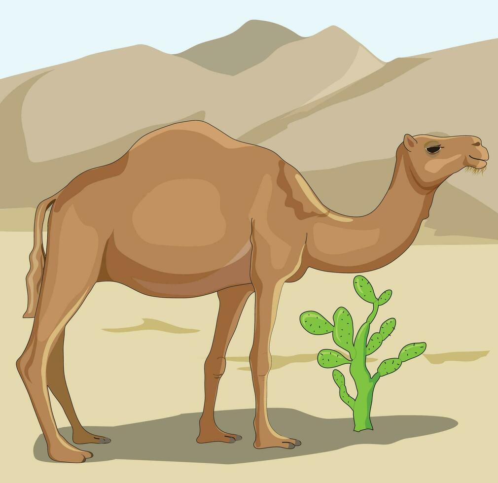 Camel standing in a desert field vector