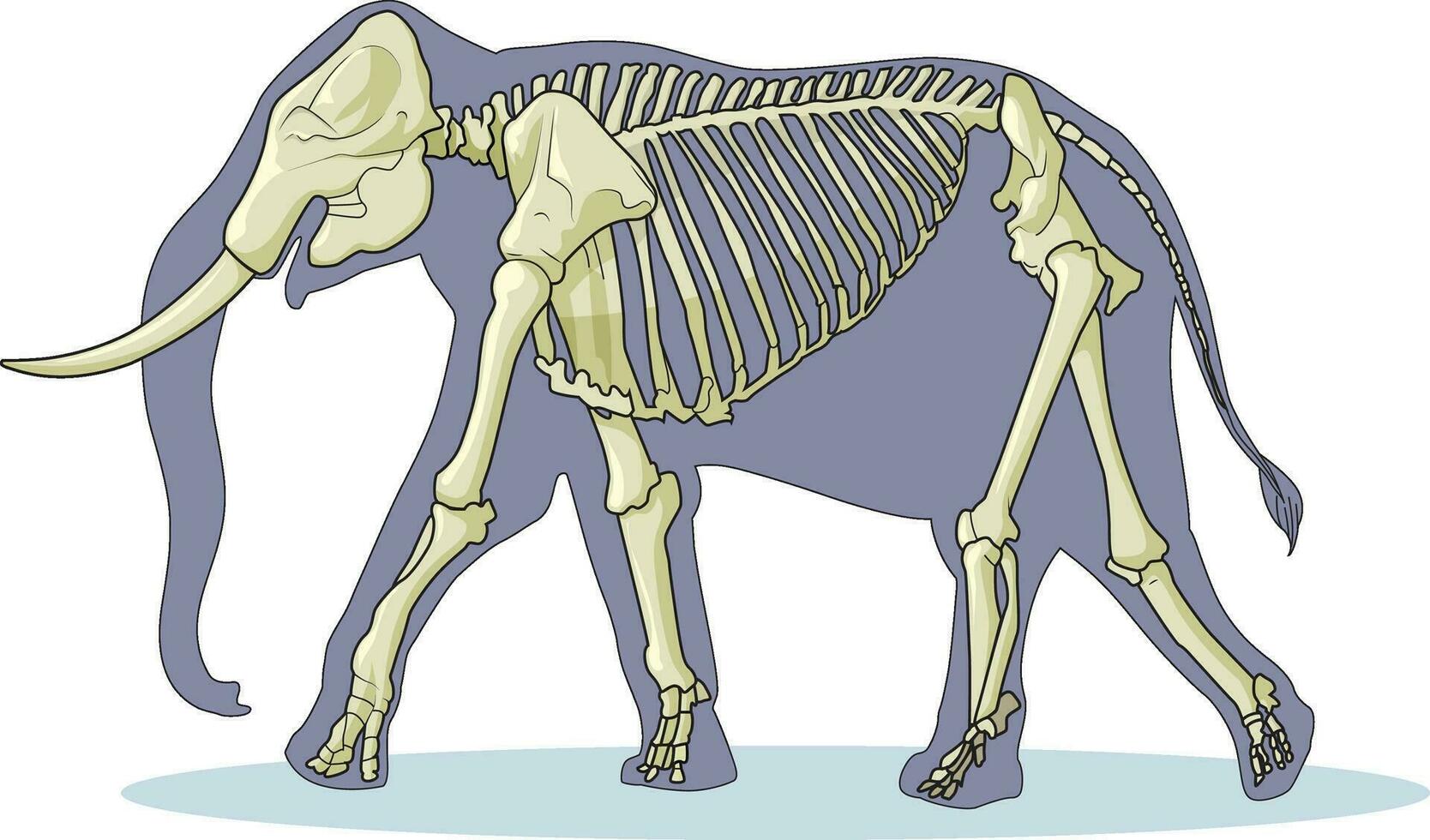 Elephant skeleton vector illustration