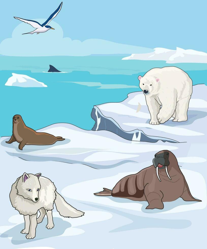 Aquatic animals polar bear, seel, arctic fox, seagull and walrus vector