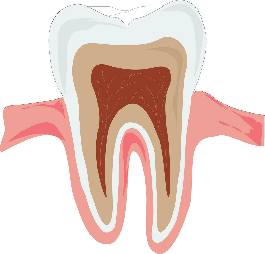 Human teeth vector illustration