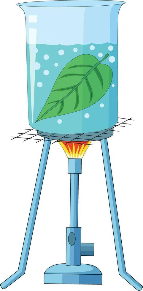 Experiment showing leaf dissolved in a water beaker placed on a tripod stand and bunsen burner in between vector