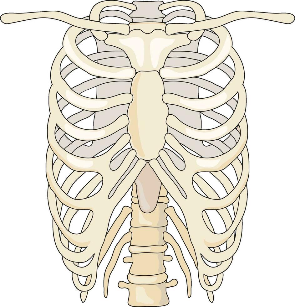 Caja torácica vector ilustración