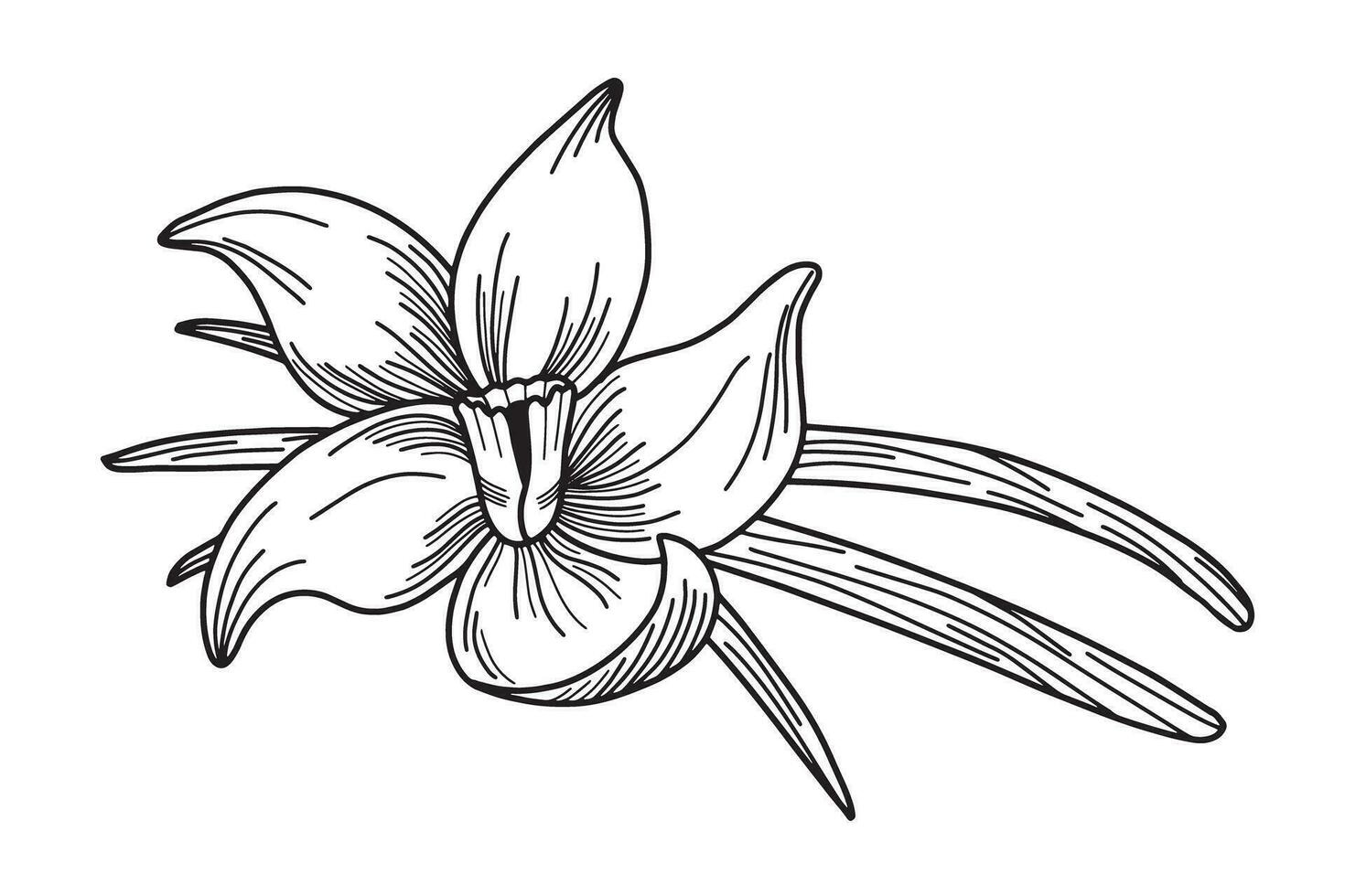 negro y blanco mano dibujado ilustración de vainilla flor con vainilla vainas Cocinando y aromaterapia ingrediente. vector ilustración aislado en blanco antecedentes