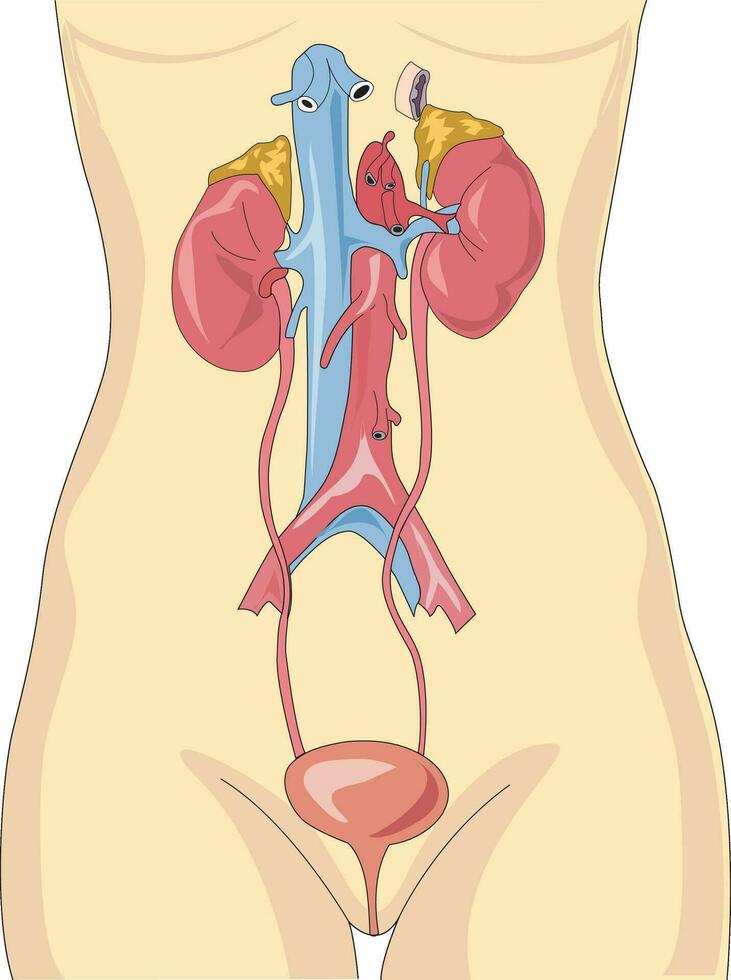Vector illustration shwoing human digestive and excretion system anatomy