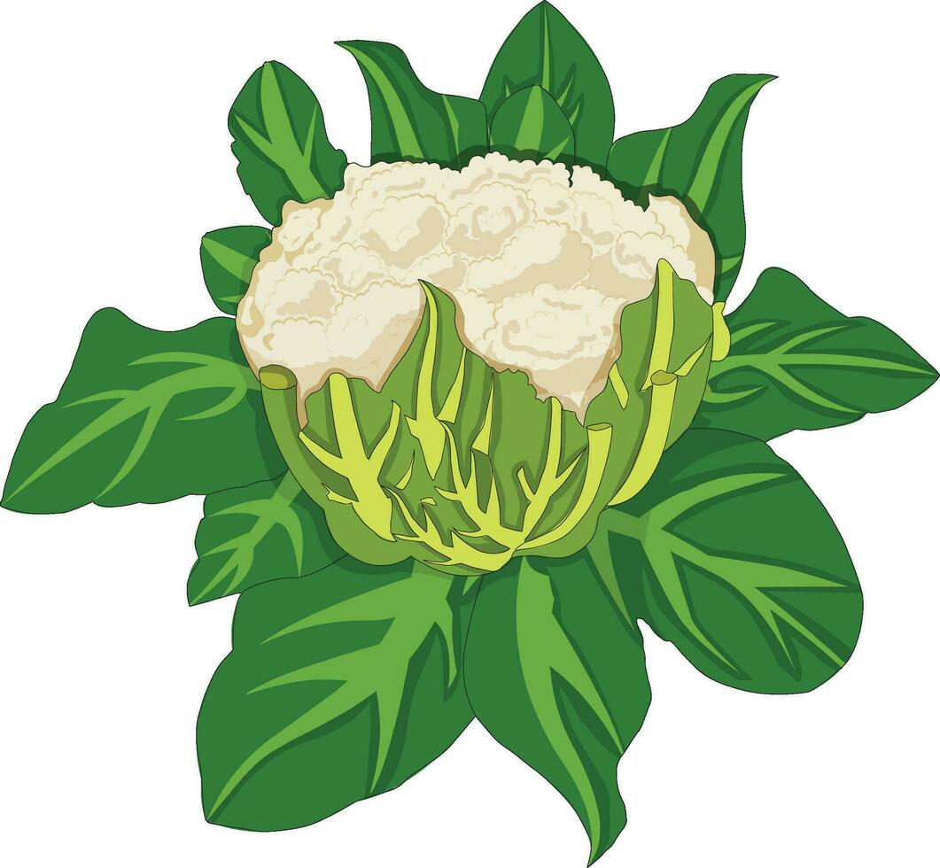 coliflor con hojas vector ilustración