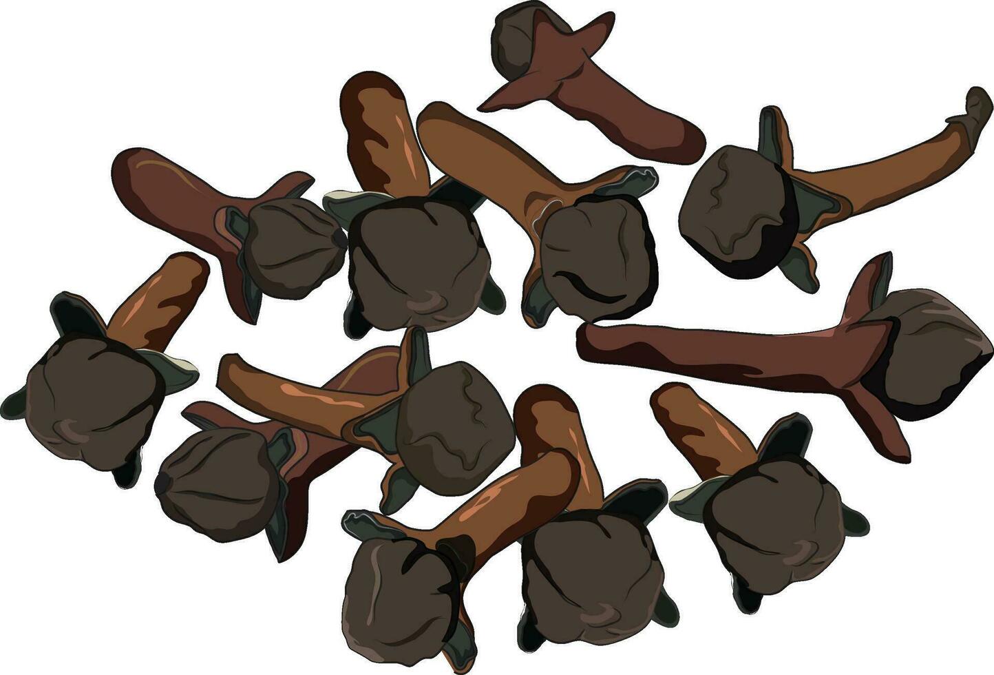 Clove vector illustration