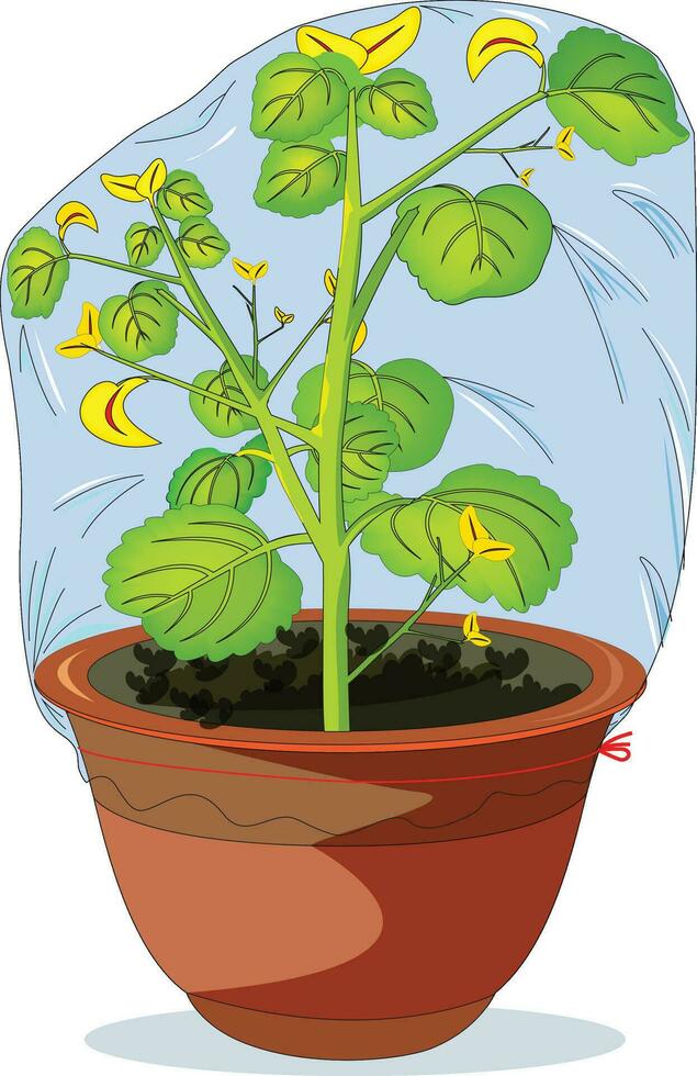 Covered plant in a pot vector illustration