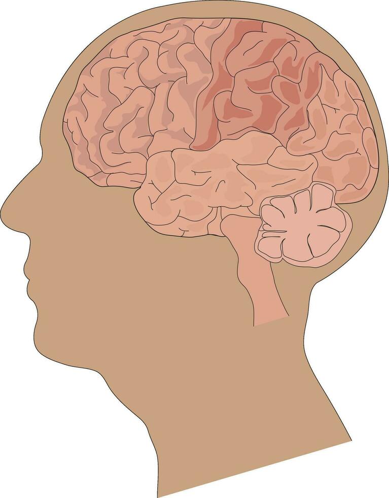 Human brain anatomy vector