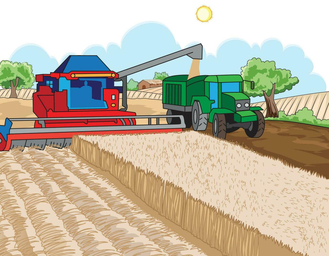 Cutting and collection of wheat crop using combine harvester vector