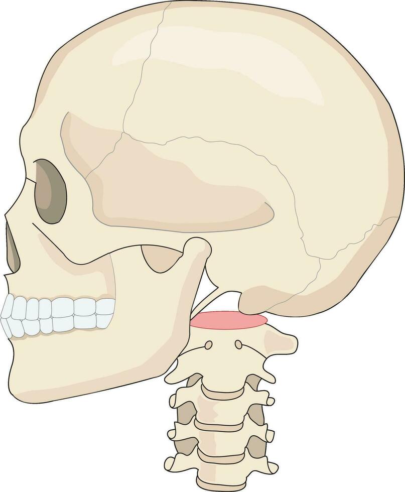 Human skull anatomical illustration vector