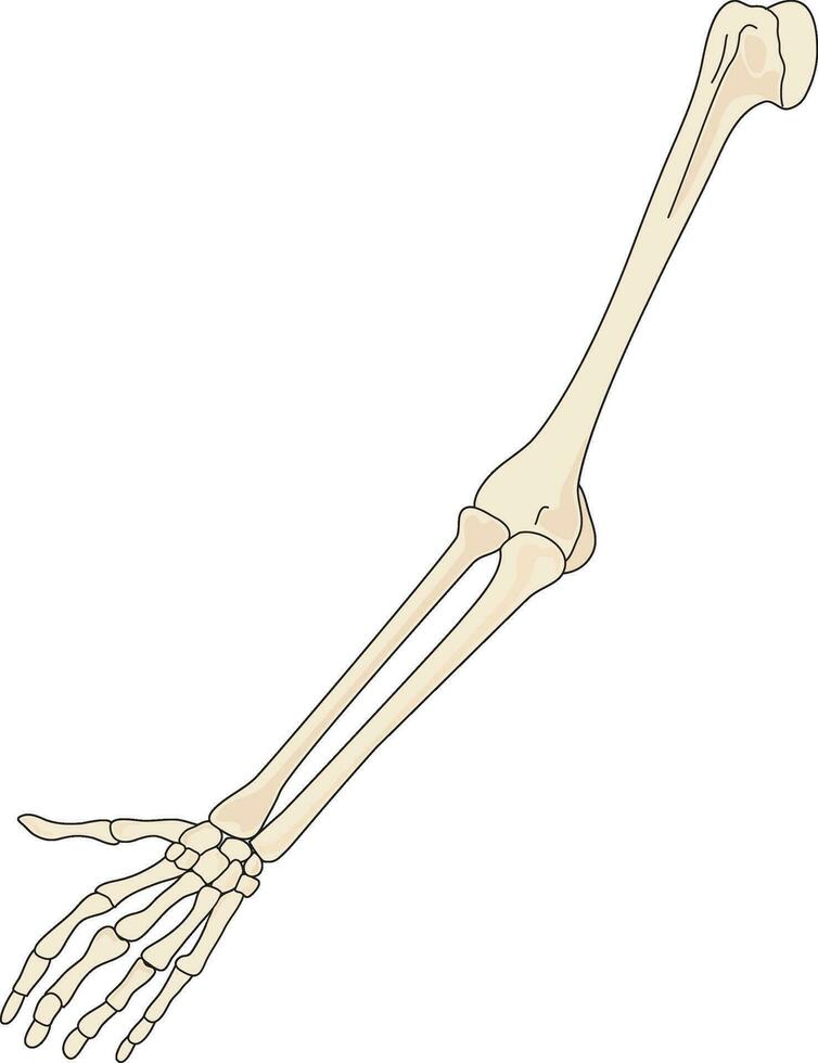 Skeleton of arm and hand vector