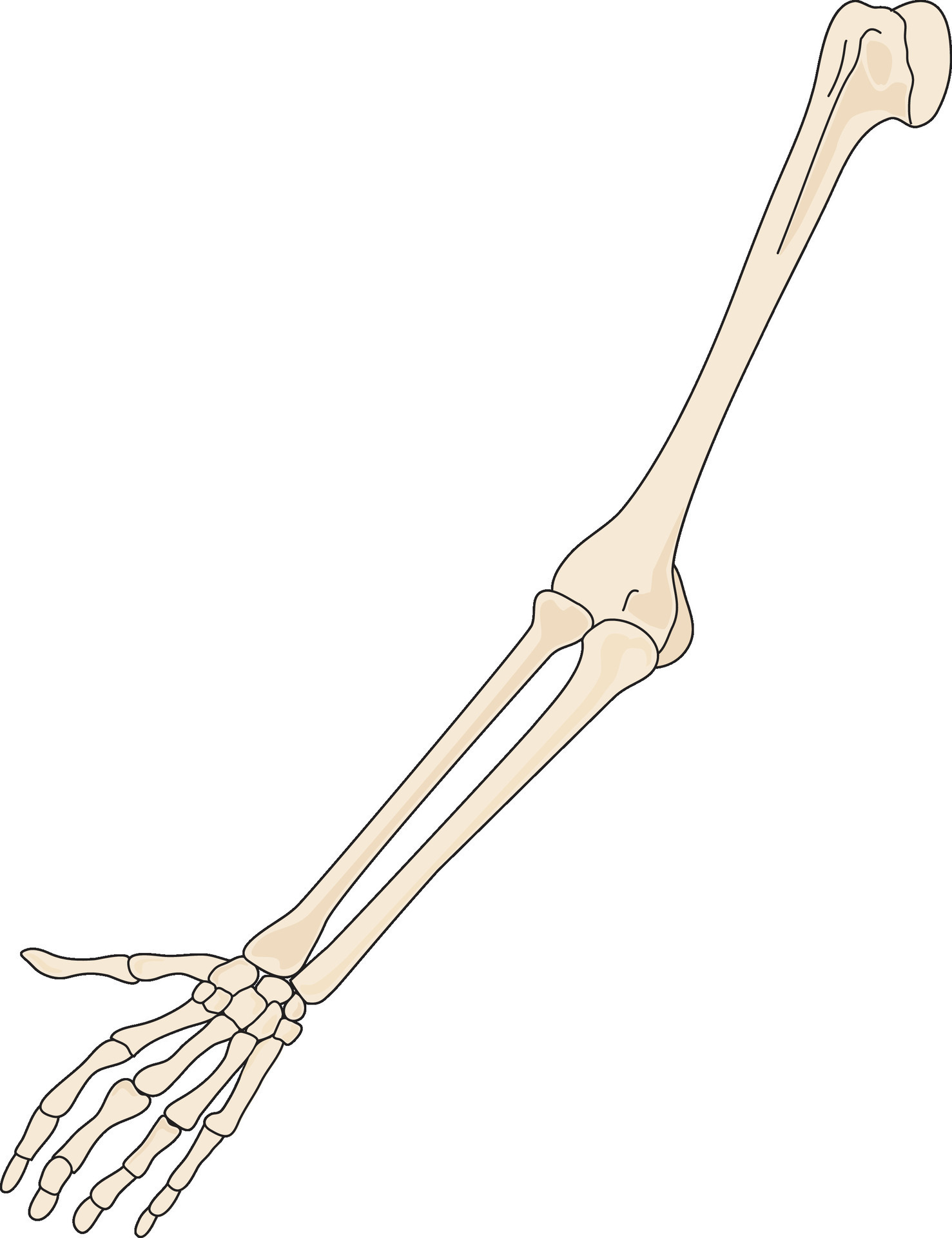 Skeleton of arm and hand 36148357 Vector Art at Vecteezy