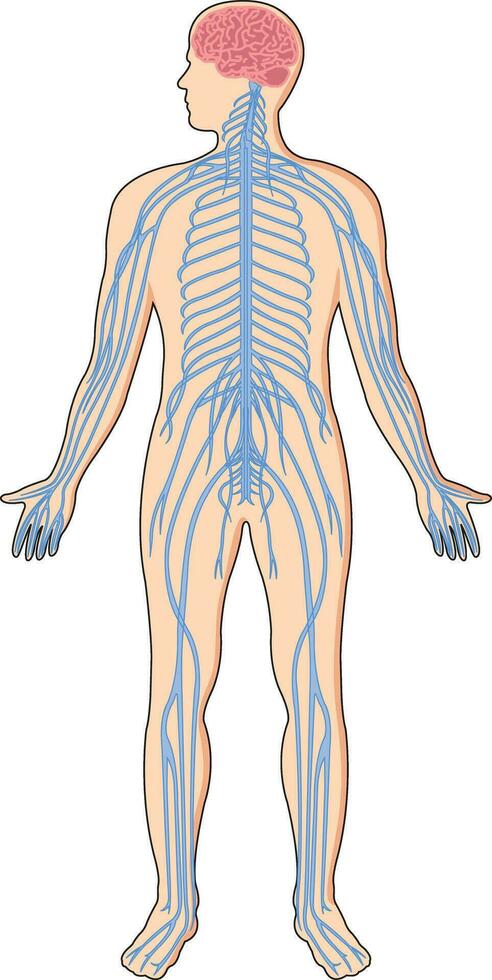 Illustration showing central nervous system in a human body vector