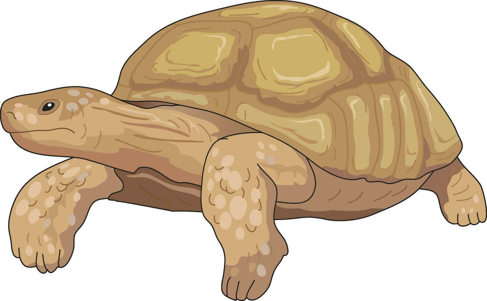 ilustración de dibujos animados de tortuga vector