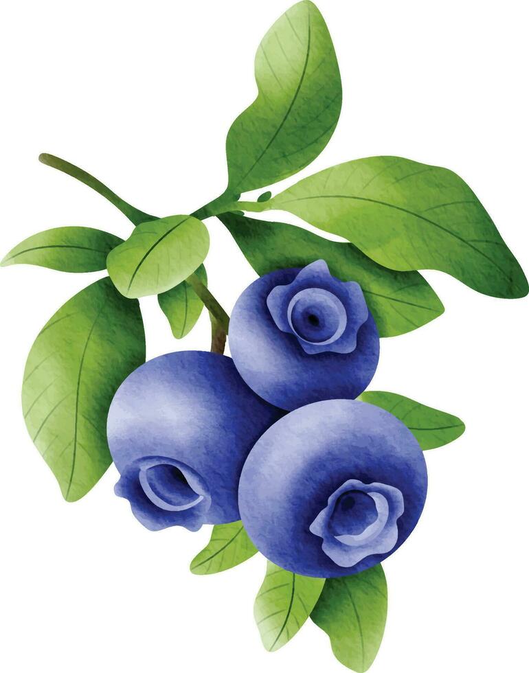 blueberries on a branch with green leaves. The blueberries are plump and ripe, with a deep blue color. The leaves are fresh and green. blueberries watercolor vector